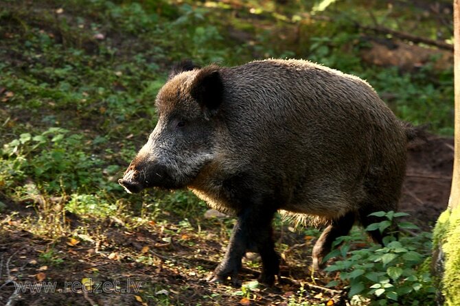 Day trip to Gauja National Park: animals, castles and a cave - Key points at a glance