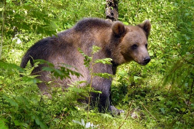 Day trip to Gauja National Park: animals, castles and a cave - Ligatne’s old papermill village