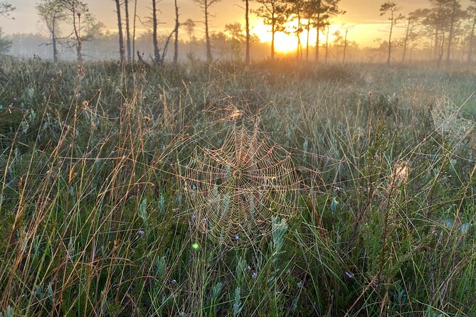 From Riga: Kemeri Bog Boardwalk and Jurmala Seaside - Timing, comfort, and what to pack