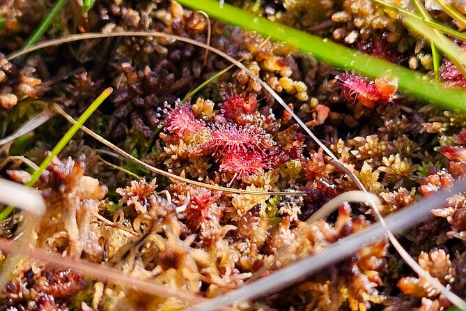 Great Ķemeri Bog and Swamp Forest Hiking Adventure - Who will enjoy this Ķemeri hiking adventure