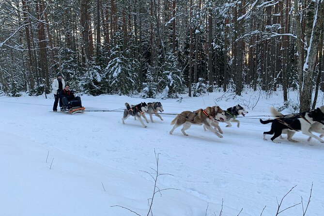 Husky dog sled/bike kart ride in Latvia ~ 3h group tour from Riga - Weather, cancellations, and timing