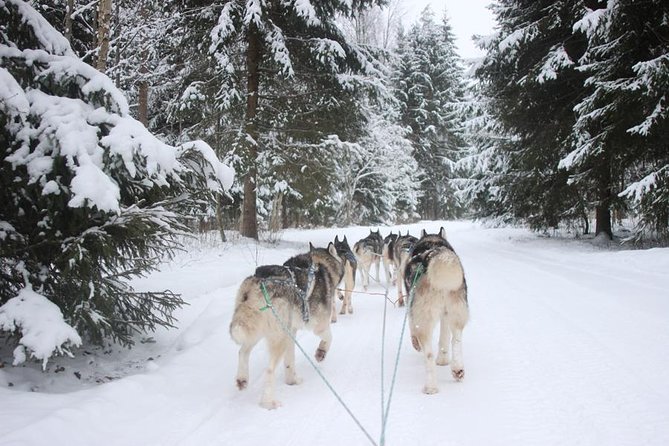 Husky Dog Sledding Tour From Riga - Key points at a glance