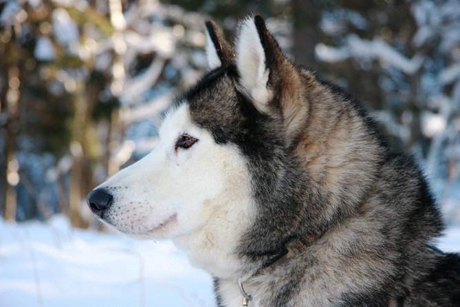 Husky Dog Sledding Tour From Riga - Leaving Riga for Salaspils and the forest
