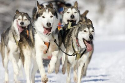 Husky Dog Sledding Tour From Riga