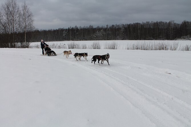 Husky Dog Sledding Tour From Riga - A forest walk at the Great Kangari Nature Reserve or Blue Hill