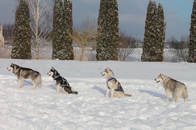 Husky Dog Sledding Tour From Riga - Hot drinks, snacks, and local touches