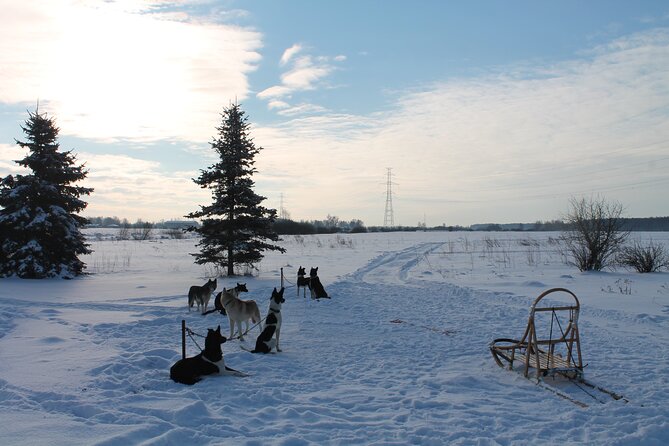 Husky Dog Sledding Tour From Riga - Timing, openings, and the weather decision