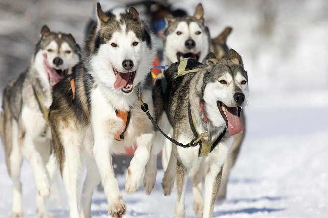 Husky Dog Sledding Tour From Riga - Learning to mush on a 3-kilometre track