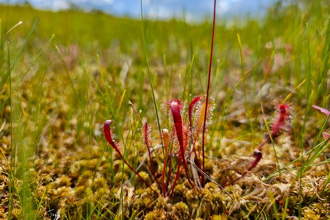 Ķemeri Great Bog Discovery With Optional Sunrise & Jūrmala Visit - What the guide adds to the morning