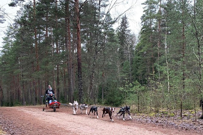 Ultimate Husky dog sledding experience in Latvia - Private tour from Riga - Key details before you book