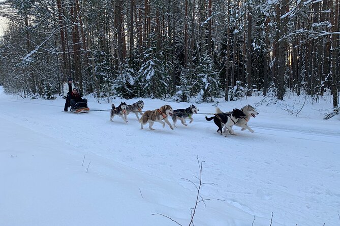 Ultimate Husky dog sledding experience in Latvia - Private tour from Riga - Leaving Riga for the forest