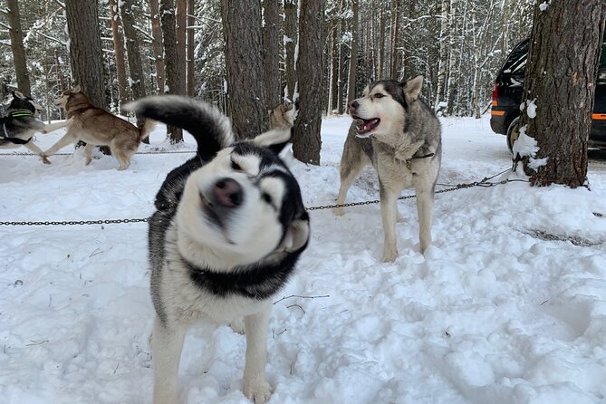 Ultimate Husky dog sledding experience in Latvia - Private tour from Riga - Learning to handle the sled or bike cart