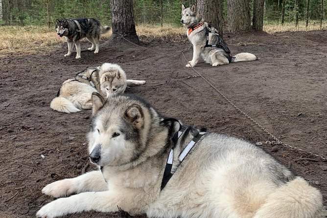 Ultimate Husky dog sledding experience in Latvia - Private tour from Riga - Clothing, weather, and comfort