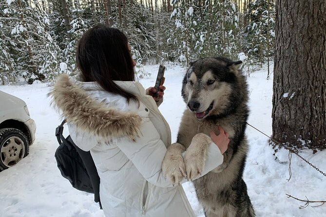Ultimate Husky dog sledding experience in Latvia - Private tour from Riga - What the private format is worth