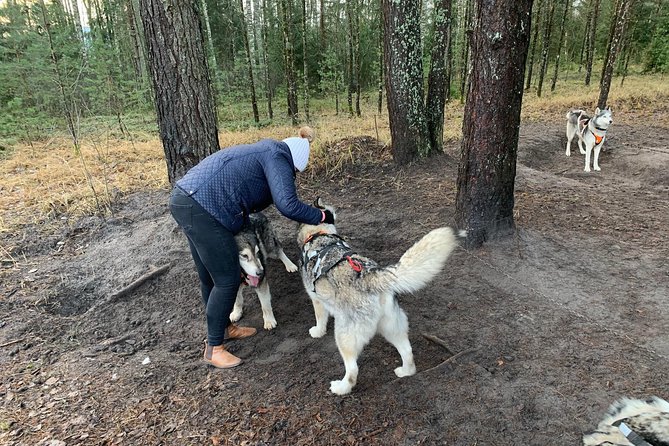 Ultimate Husky dog sledding experience in Latvia - Private tour from Riga - Guides who shape the morning