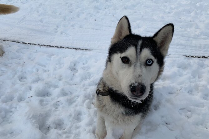 Ultimate Husky dog sledding experience in Latvia - Private tour from Riga - When this tour works best